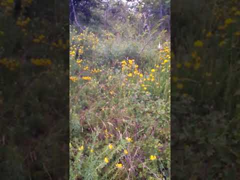 IZVOARELE GOGOSARI PRAHOVA.