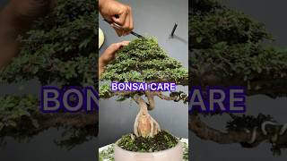 CARING FOR BONSAI TREES