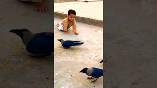 Crow sounds #crow_tube #crows #animals #animalsounds #crowsounds #birdsounds #cute