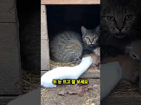 목숨걸고 자신의 새끼를 지켜내는 어미고양이