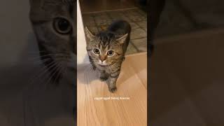 Download lagu Kucing bisa ngomong #kucing #shorts #cute mp3 Download lagu Kucing bisa ngomong #kucing #shorts #cute mp3