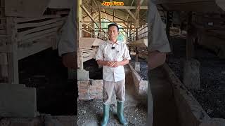 Download lagu Characteristics of a female goat that is in heat or wants to be mated mp3