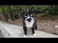 Tuxedo Cat In The Forest Purring Very Loudly