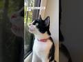 My Cute Tuxedo Cat Chattering At Birds