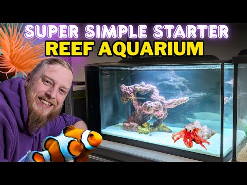 How to Set Up a Saltwater Aquarium: Step by Step Beginner's Guide