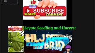 Download lagu Seyote Seedling and Harvest #hljdeephybridvlog#trendingvideo#viralvideo#fypシ゚  mp3