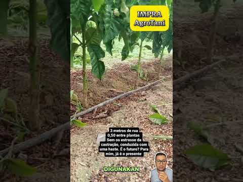 Pola Tanam Kopi
