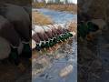 Green is always our color of choice! #duckhunt #mallards #greenheads #duckblind #waterfowl