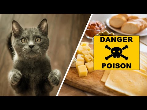 🐈 13 Dangerous foods your cat should never eat 🐈