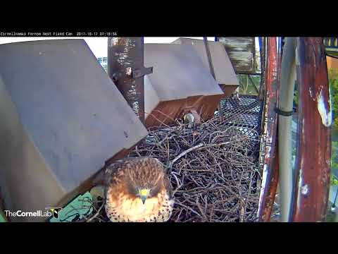 Male Red-tailed Hawk Drops In, Big Red Follows – Oct. 17, 2017