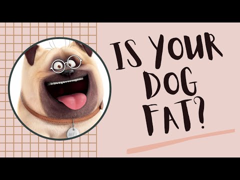 What is the best diet for an overweight dog - Doggy Diet