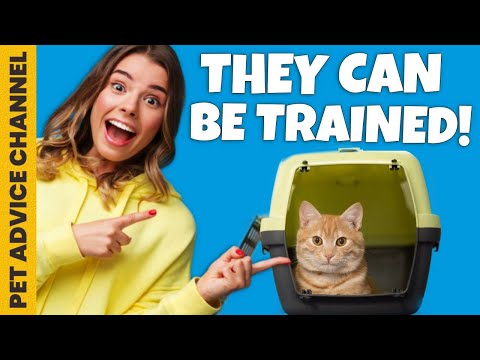 Get your cat to like the carrier - 6 steps