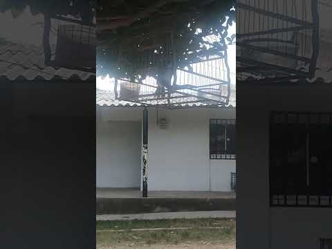 El Papá De Los Tumba Yeguas De El copey Cesar...