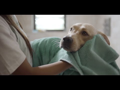 Kuddle - Pet Parenting Partner