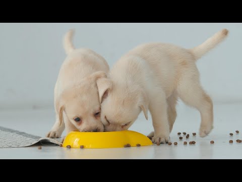Puppies Live Stream: Watch Adorable Puppies Live on Camera, Plus More on Explore.org