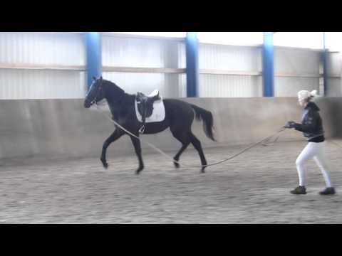 3jährige Stute von Millenium aus Warkant/Donnerhall