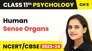 Sensory, Attentional & Perceptual Processes - Human Sense Organs | Class 11 Psychology ch 5 | CBSE