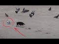 Hunter Cat House Cat Catches A Pigeon At Sea