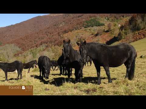 Le cheval de Mérens