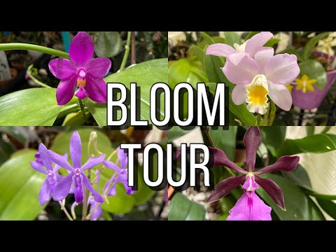 New Blooms, Orchid Bloom Tour May 2021