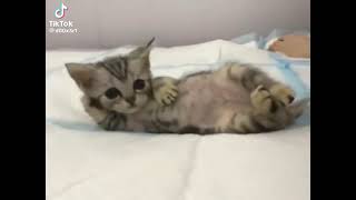 Cover art for white tees