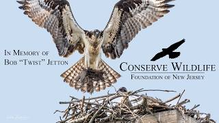 Barnegat Light Osprey Cam