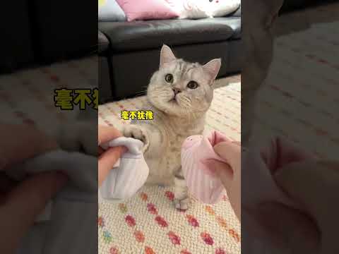 當我讓小貓咪猜我肚子裏寶寶的性別時… 所以到底猜對了嗎#貓咪#可愛的#萌寵#寵物#pet#cat#funny#shorts