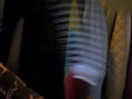 Dancing Hairbrush