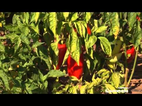 Kako nazivi povrća otkrivaju sve o njihovom kvalitetu_402_30.05.2015.