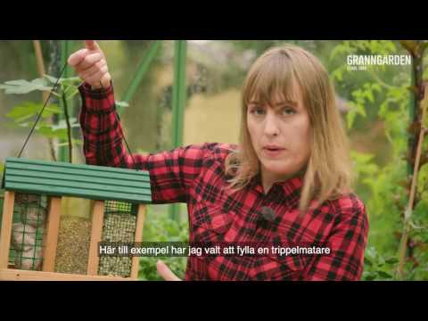 Småfåglarnas favoritmat