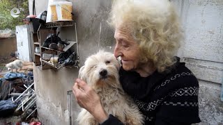 Търсят се осиновители за животните от „Къщата на кучета“! Всички са дребни породи