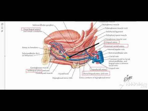 External Carotid Branches 2