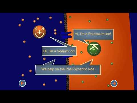 BrainU video: The Synapse