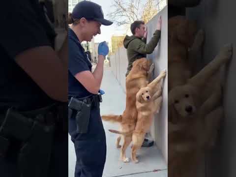 Cachorro caramelo segue homem em revista policial
