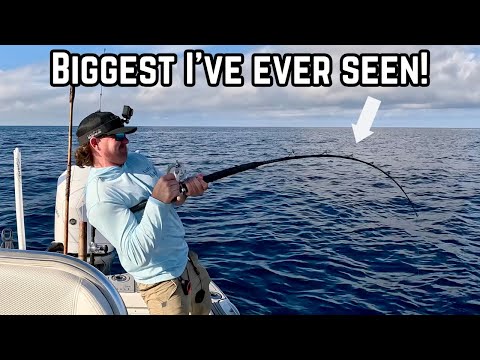 THIS Is How We Find And CATCH Big GROUPER In The Gulf!