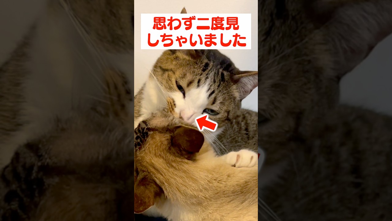 これが好きな人は相当な猫マニアです