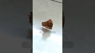 Download lagu What does it mean when a butterfly enters the house? #shorts mp3 Download lagu What does it mean when a butterfly enters the house? #shorts mp3