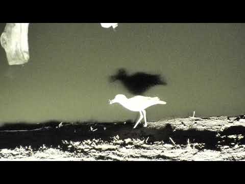 Djuma: Water Thick-knee looking for dinner in the pan  - 23:51 - 11/15/18