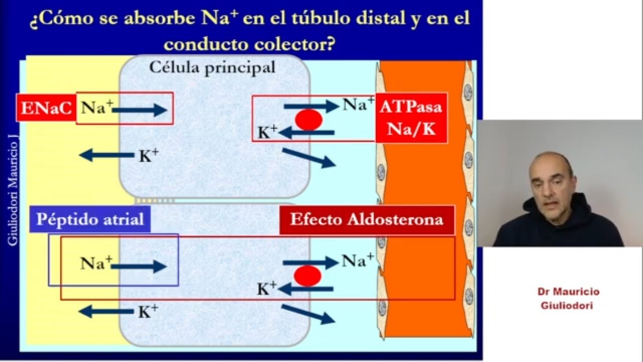 Renal physiology: rapid and easy renal sodium reabsorption