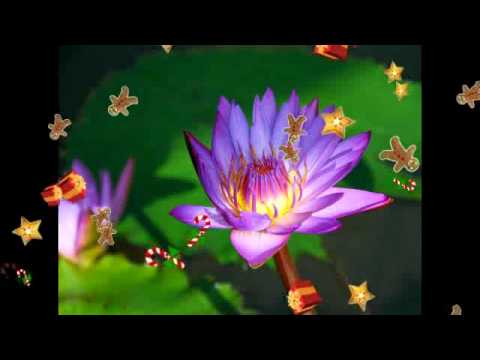 Excellos Five - I Miss My Swiss