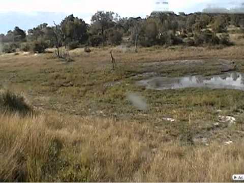 Giraffe chasing warthogs.wmv