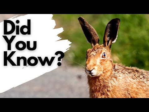 Things you need to know about BROWN HARES!