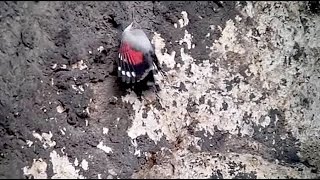 preview picture of video 'Wallcreeper - Tichodroma muraria - Tichodrome - Rotskruiper / Dinant - Belgium / 27-1-2015'