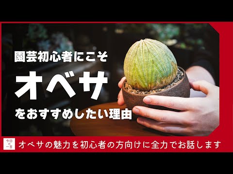 ウォルジースト 植物