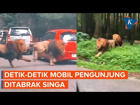 , title : 'Momen Mobil Pengunjung Taman Safari Prigen Ditabrak Singa'