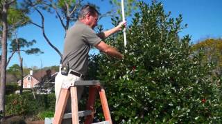 Pruning Stevens Holly Trees In the Yard with Gary Alan