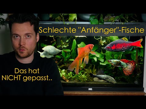 Die falschen Fische für mein Juwel Rio 125 Aquarium - Fehler beim Besatz