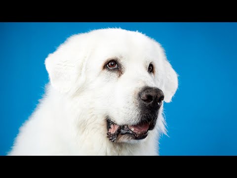 A Tribute to Dakota "Koda" Martin