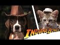 Indiana Bones - Raiders of the Lost Bark