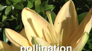 Seeds and Plants